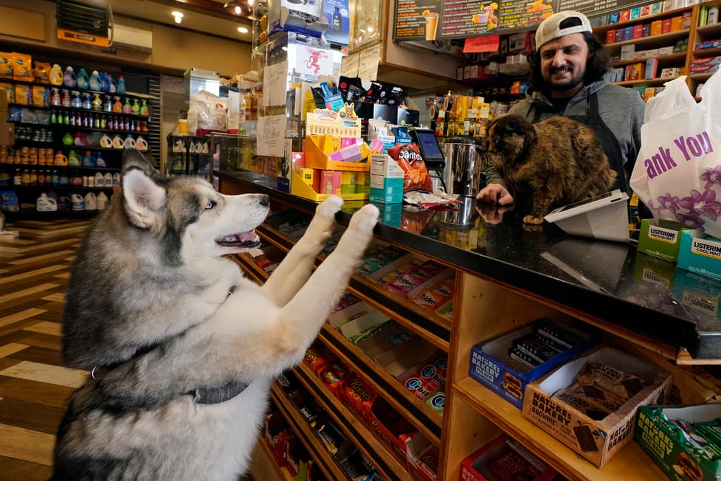 El perro Ziggy Stardust (izquierda) visita a Kiki (derecha), la gata de la bodega, y al empleado Waled Yafaee en Apple Eats, en el barrio de Williamsburg, en el distrito de Brooklyn, Nueva York.