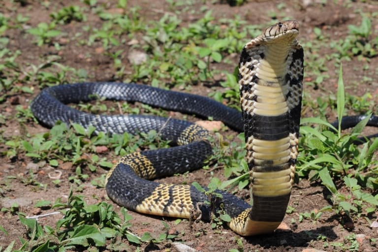 La Policía de Grand Prairie trata de ubicar a una serpiente venenosa que escapó de la casa de su dueño, este martes por la tarde, en la cuadra 1800 de Cherry Street. Múltiples agencias del orden trabajan para encontrarla y piden a residentes no tocarla y no intentar capturarla si la ven. Si tiene información llame al 911.