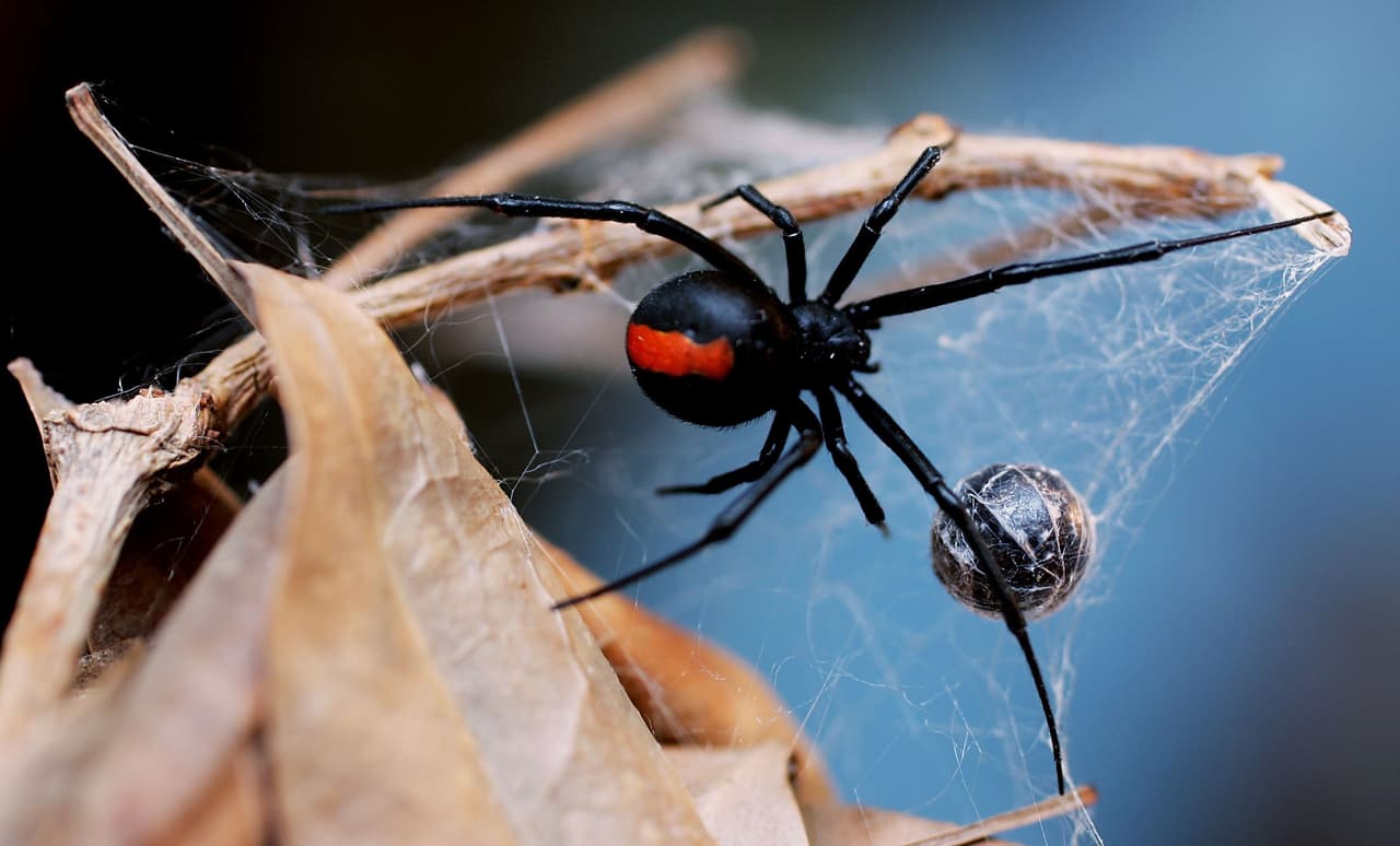 Viuda negra. Son arañas de tamaño mediano que tienen un veneno 15 veces más fuerte que el de una serpiente de cascabel. Viven en climas cálidos y secos como Sacramento y las encuentras en zonas oscuras como sótanos, áticos, garajes, pilas de madera y bodegas.