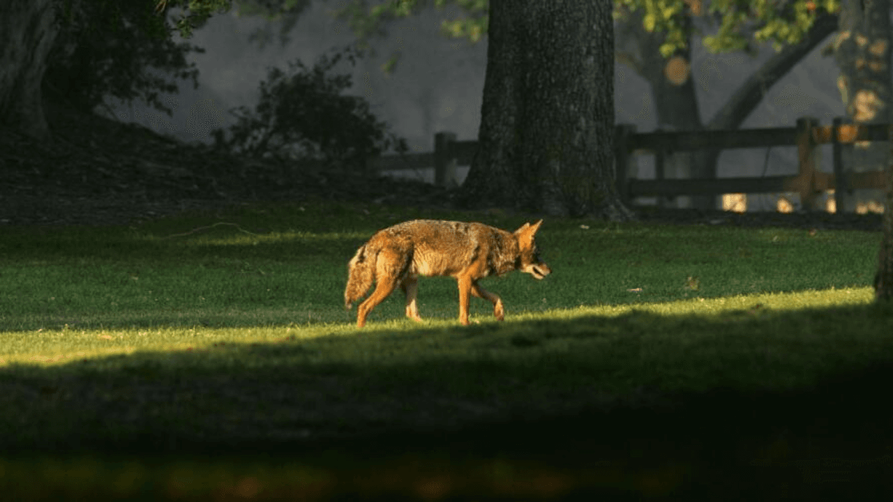 Disparan a un coyote en área cercana a White Rock Lake un día después del ataque a niño