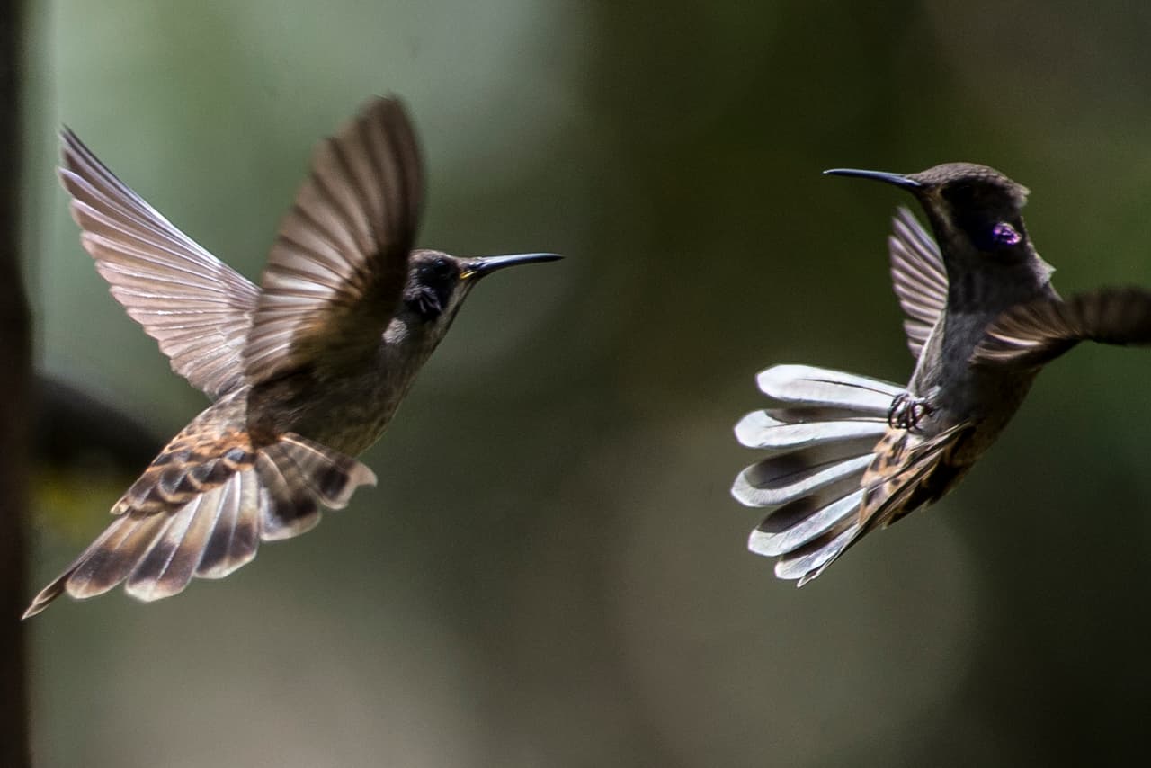 Se dice que los aztecas consumían carne de colibrí o tenían amuletos hechos con su cuerpo momificado o parte de su plumaje para garantizarles éxito en cualquier cosa amorosa y sexual. Por supuesto, no te vamos a recomendar comerte un pobre colibrí, pero si llegas a conseguir sus plumas, son buen amuleto para el amor.