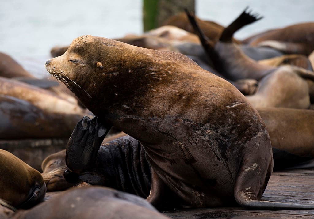 Tras un intenso debate e investigación, los expertos del Centro de Mamíferos Marinos concluyeron que lo mejor sería que los leones marinos permanecieran en su nuevo hogar.