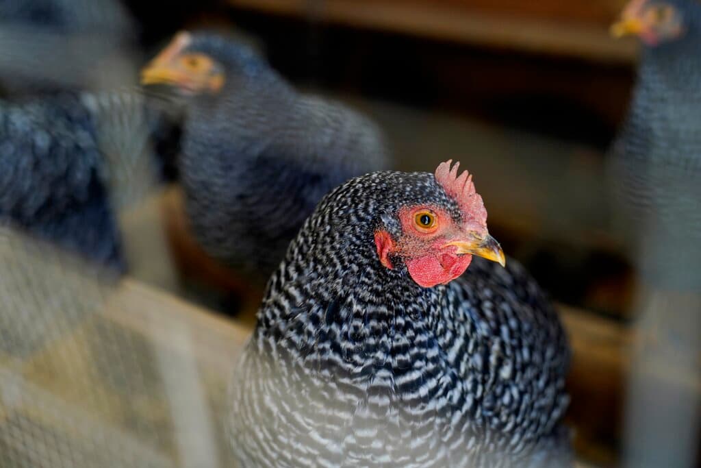 La OMS confirma la primera muerte en humanos por gripe aviar A (H5N2)