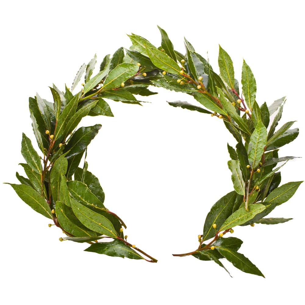 Los romanos coronaban a su César con hojas de laurel, no sólo porque le auguraba fortuna en su mandato y para señalar que era el líder lleno de triunfo y sabiduría, sino también porque supuestamente le otorgaba el poder de la clarividencia, para comprender de antemano cuál era el mejor destino para su pueblo.