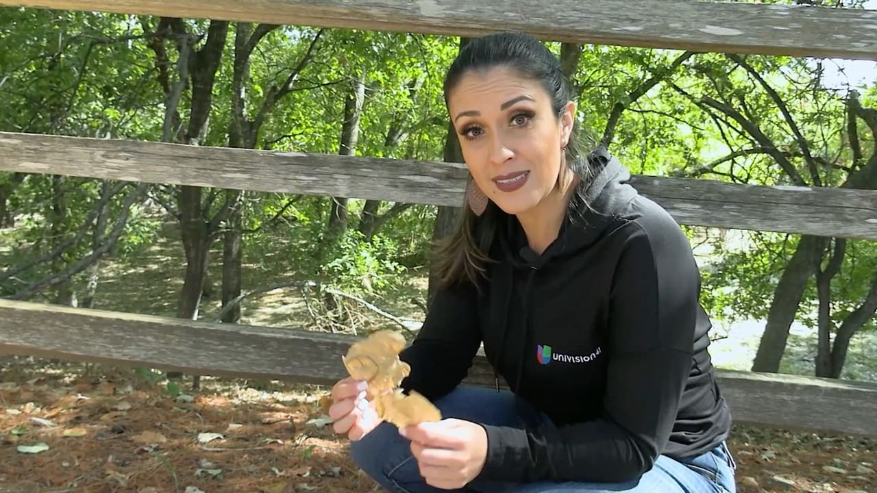 La meteoróloga Valeria Barriga explica el proceso en el que las hojas comienzan a cambiar de color por el otoño y explica por qué no hemos visto colores naranjas.