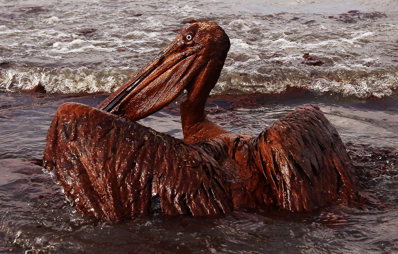 Uno de los mayores cambios en el planeta provocados por la especie humana es el del clima, producto de la quema de combustibles fósiles como petróleo o carbón. Promover energías más limpias no solo permitiría luchar contra el calentamiento del planeta, también evitaría accidentes como el de la plataforma Deepwater Horizon en el Golfo de México, cuya marea negra afectó a miles de aves. Este pelícano cubierto de petróleo fue fotografíado en la East Grand Terre Island, Louisiana, en junio de 2010.