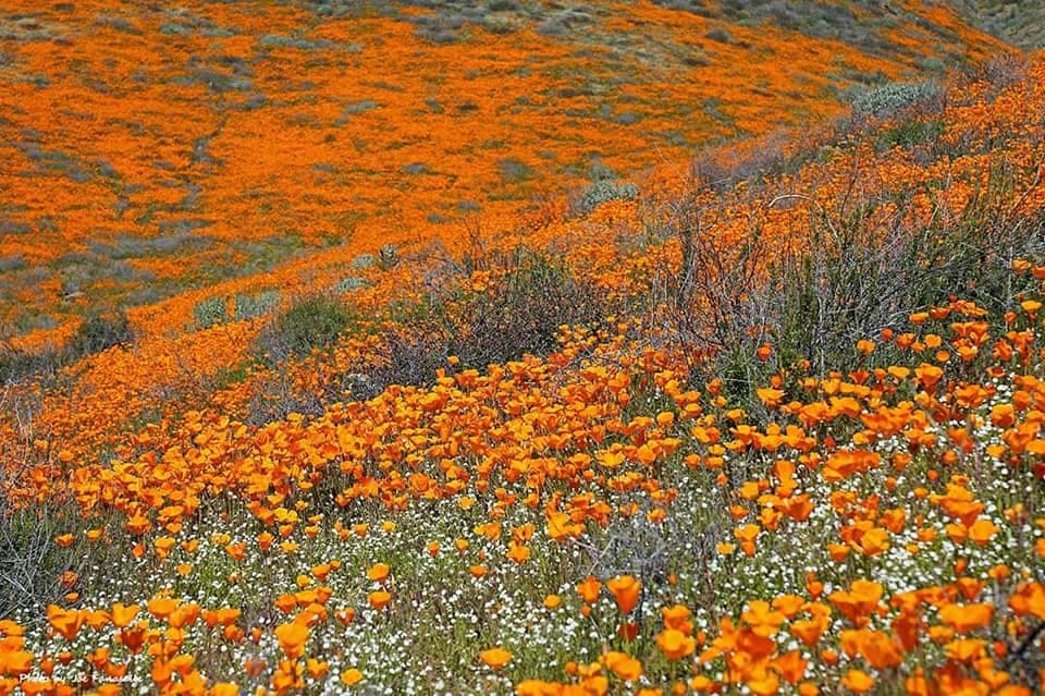 Walker Canyon en Lake Elsinore es uno de los puntos favoritos por el increíble colorido de sus flores silvestres. Sin duda una visita para toda la familia y los amantes de la fotografía.
<br>
<b>Dirección: </b>Walker Canyon, Lake Elsinore CA,92530
<br>Teléfono: (951) 674-3124
<br>