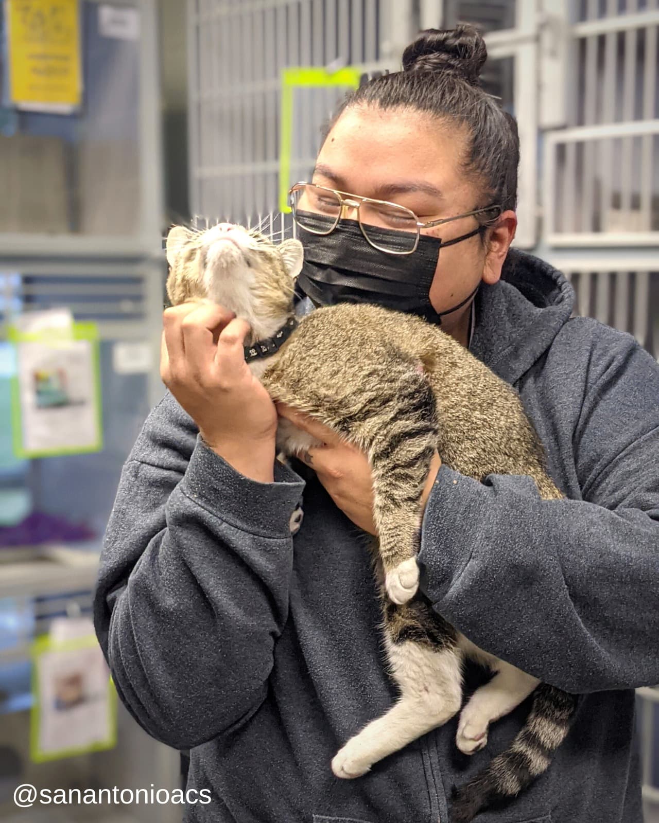 Tras verificar que la gatita estuviese bien de salud, San Antonio Animal Care Services rastreó del microship dieron con su casa.