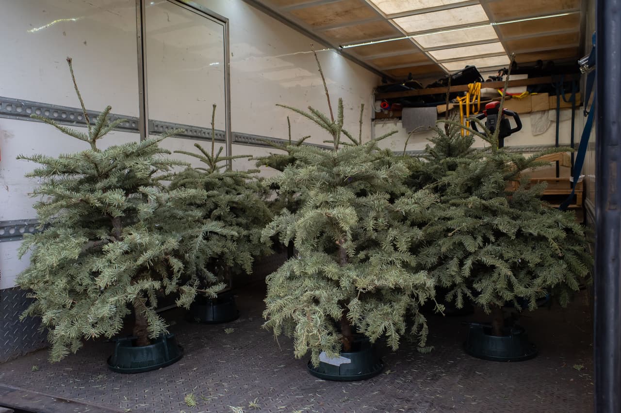 <b>Gilbert</b>
<br>- Hetchler Park - 4260 S. Greenfield Road
<br>- Freestone Park - 4260 S. Greenfield Road
<br>- Sunbelt Rentals (Formerly A to Z Equipment) - 1313 E. Baseline Road.
<br>Más información: 
<a href="https://www.gilbertaz.gov/departments/public-works/solid-waste/trash-and-recycle/holiday-recycling" target="_blank">www.gilbertaz.gov</a>