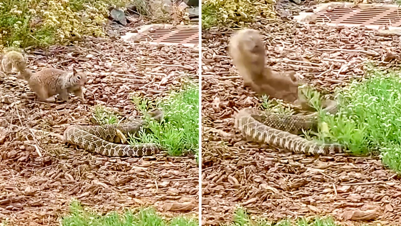 Ardilla vs serpiente cascabel: El enfrentamiento duró unos 8 minutos en un parque de California