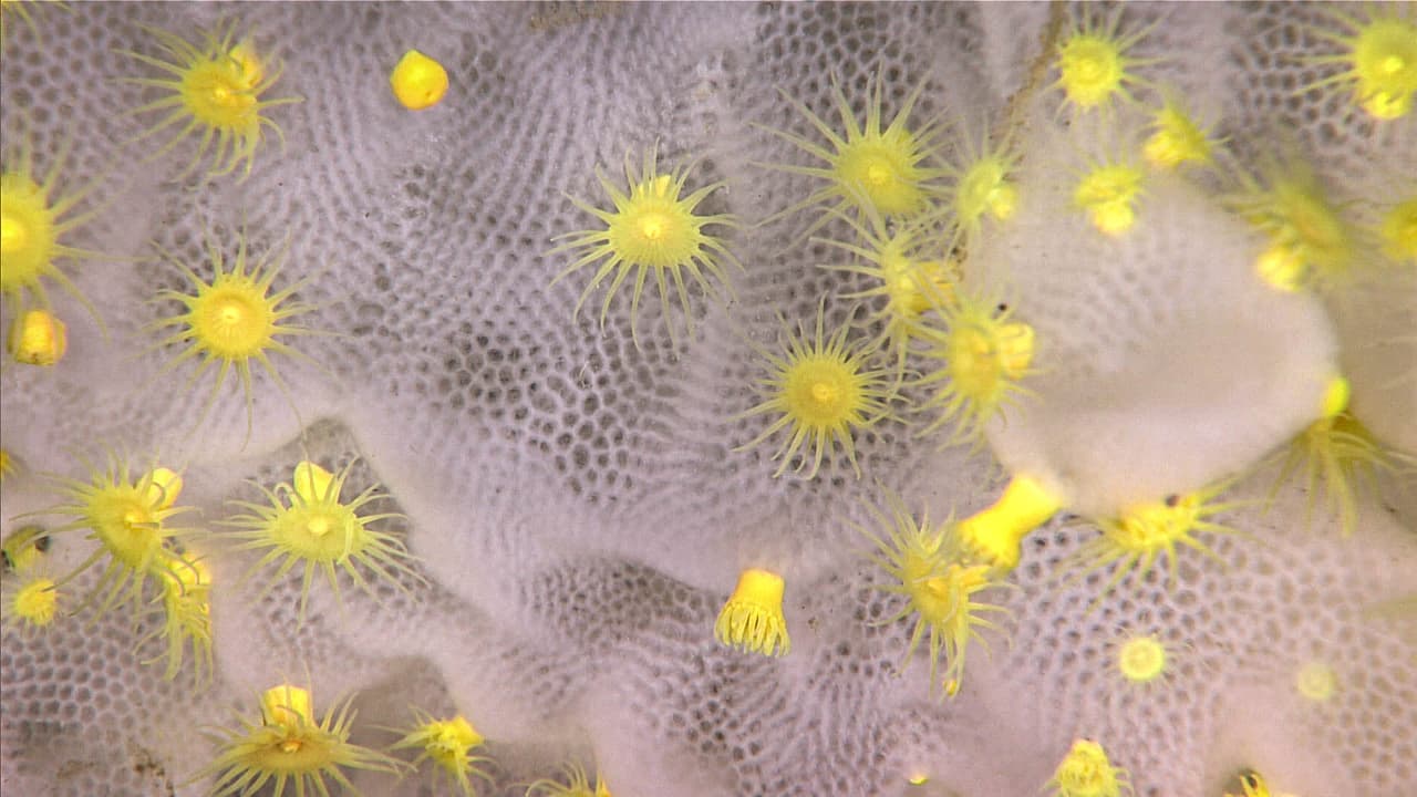 Parásitos amarillos brillantes incrustados una esponja de vidrio.