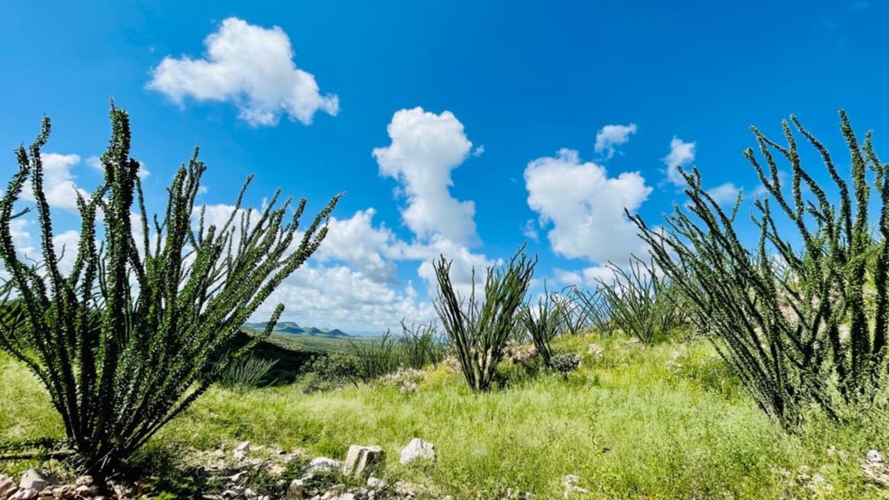 El desierto agradecido con las lluvias monzónicas, en el sur del estado han caído más de 10 pulgadas de agua en una semana.