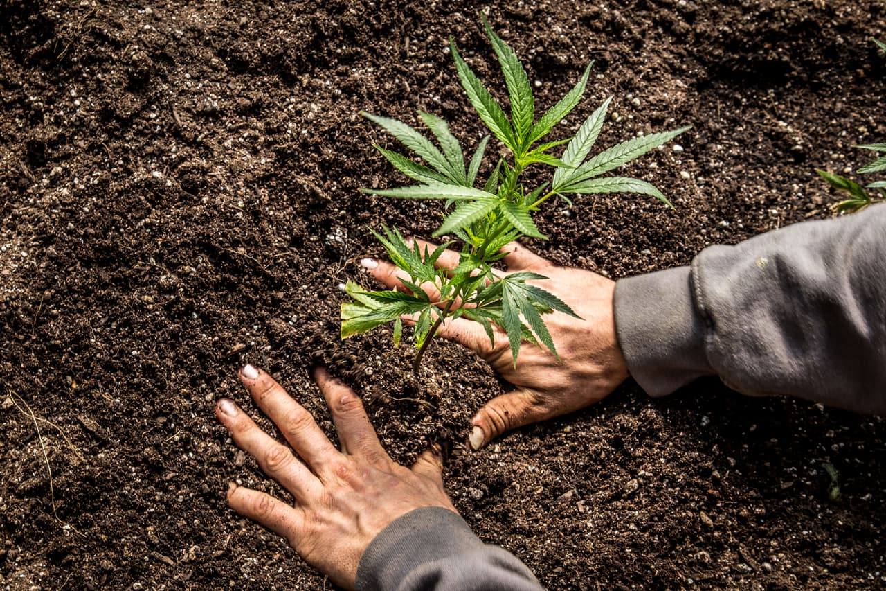 En su hábitat natural, su alta demanda de luz y agua no son un inconveniente, ya que ambos abundan allí. Pero cuando los humanos optan por producirla en sitios ajenos a los óptimos de crecimiento, genera un gran impacto en el bolsillo de sus productores como sobre el medio ambiente.