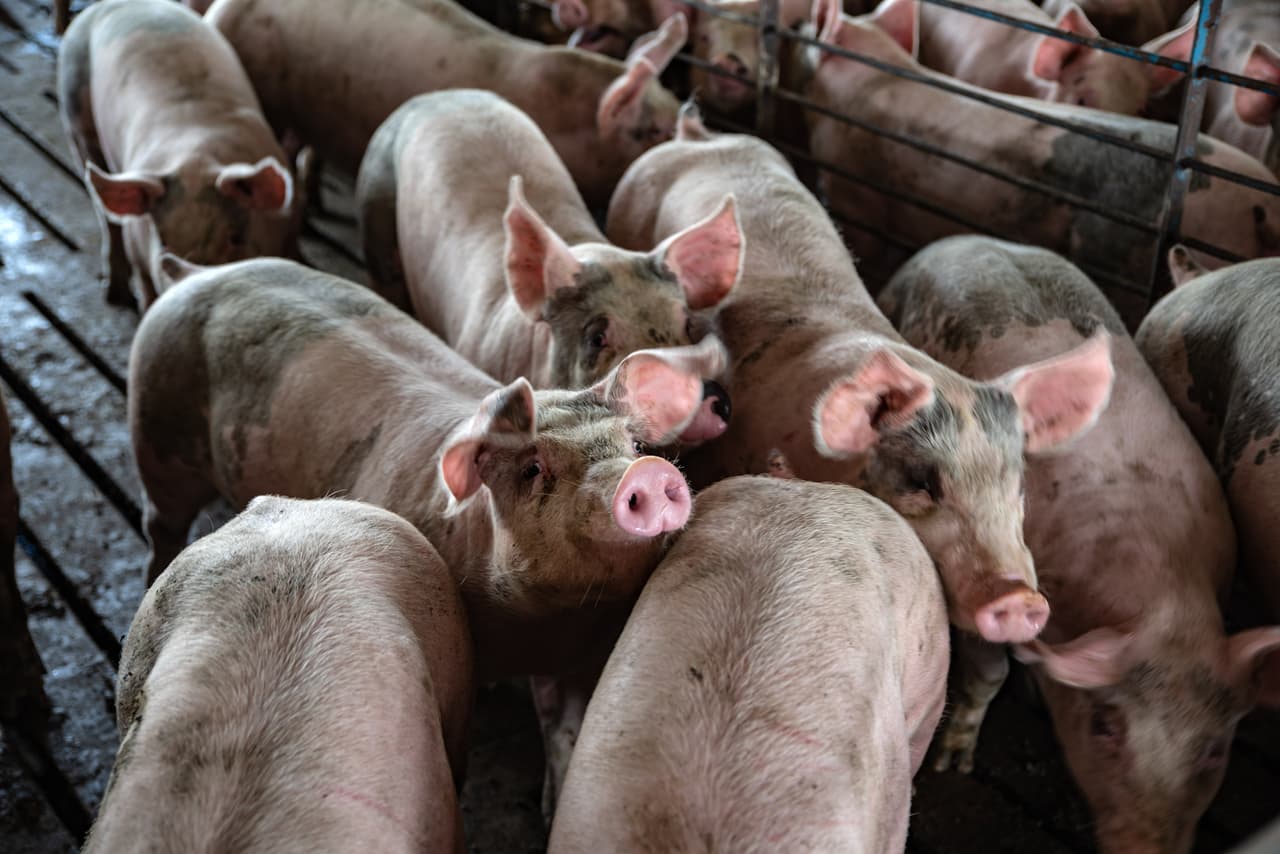 Para tratar de compensar al sector, Trump anunció a fines de julio que otorgaría 12,000 millones de dólares para ayudar a los agricultores afectados por los nuevos aranceles. La idea, que parece gustarle solo al presidente Trump, ha sido condenada prácticamente por todos los involucrados, incluidos los propios agricultores.