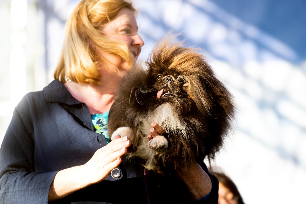 El segundo lugar se lo llevó a mucha honra Wild Thang, un perrito pekinés que más bien parece una bola de pelos con la cara aplastada (en este concurso, esa descripción equivale a un piropo). Este canino hizo el viaje desde Los Ángeles hasta el norte de California en compañía de su dueña Ann Lewis.
