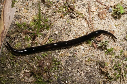 La lombriz también 
<b>representa una amenaza para los animales vertebrados como los humanos y otros mamíferos al portar parásitos.</b> Se sabe que Platydemus manokwari es un huésped pareténico del gusano de pulmón de rata.