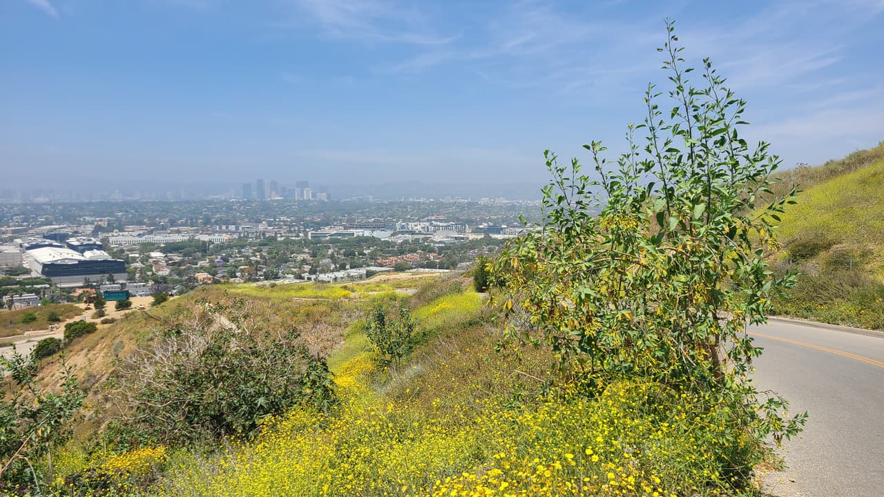 Más adelante, el sendero baja hacia la zona de Culver City. Si vas caminando puedes bajar por las famosa escaleras de Culver City/Baldwin Hills que cuenta con casi 300 peldaños.