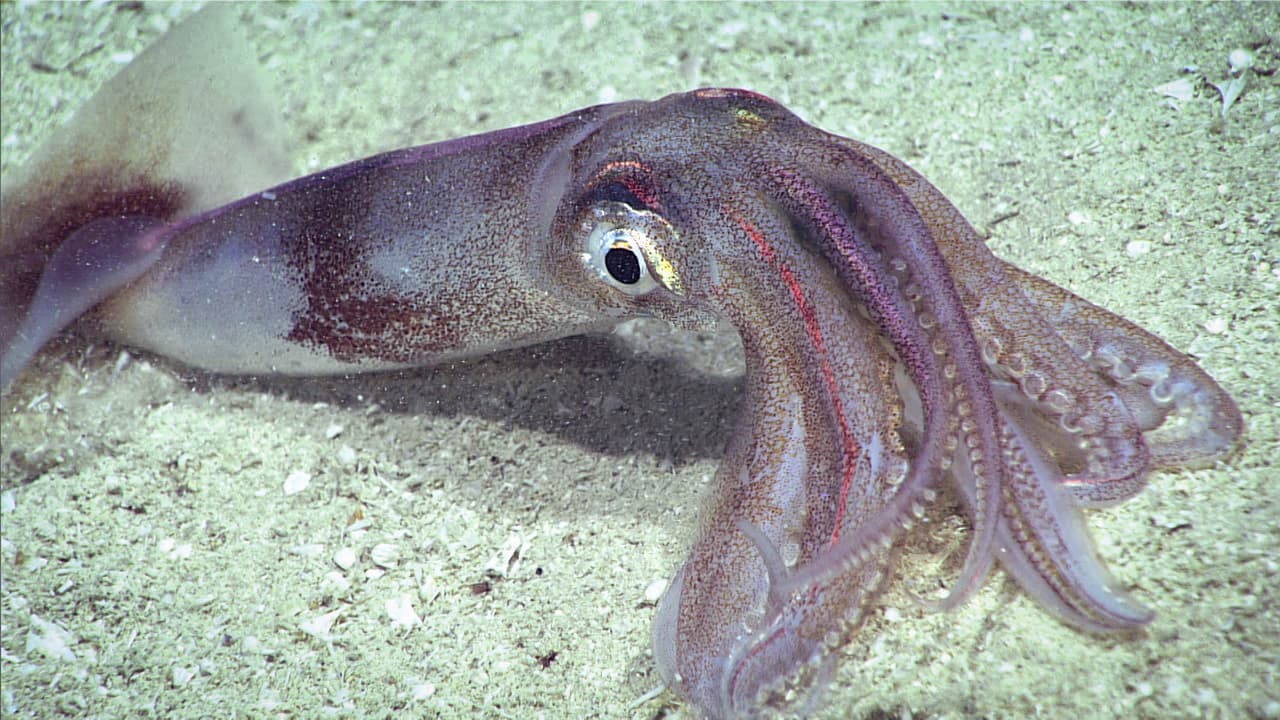 Al comienzo de la inmersión, los calamares eran una especie común.