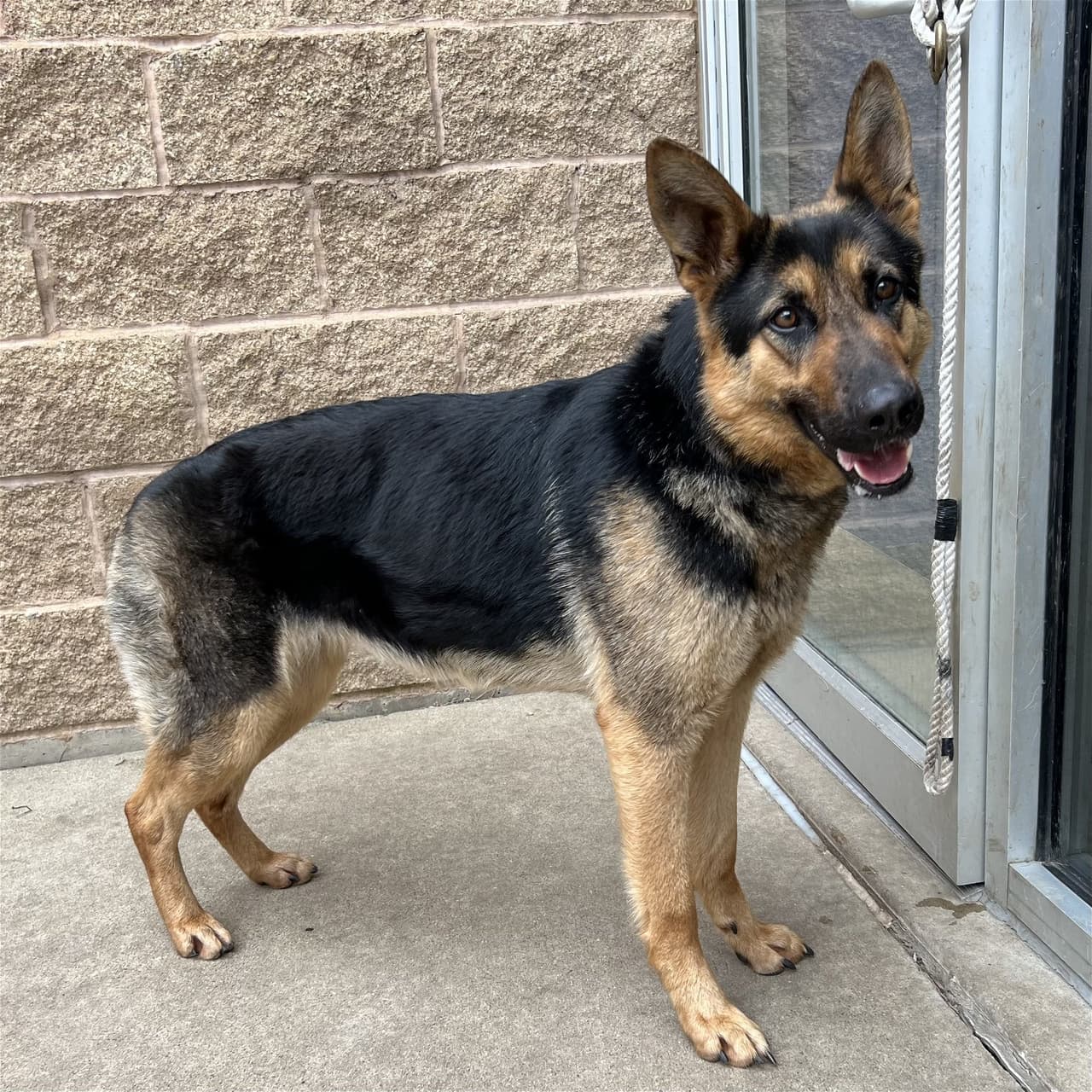 Tokyo, una mezcla de German Shepherd de dos años.