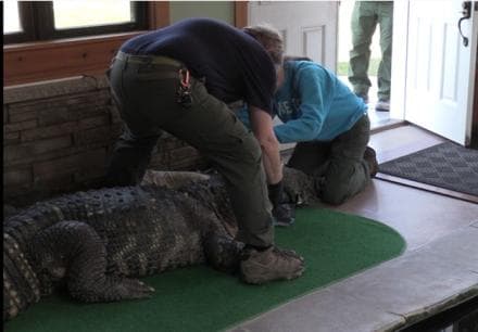 El gigantesco caimán de 11 pies de largo y 750 libras que tenían de 'mascota' en una casa de Nueva York
