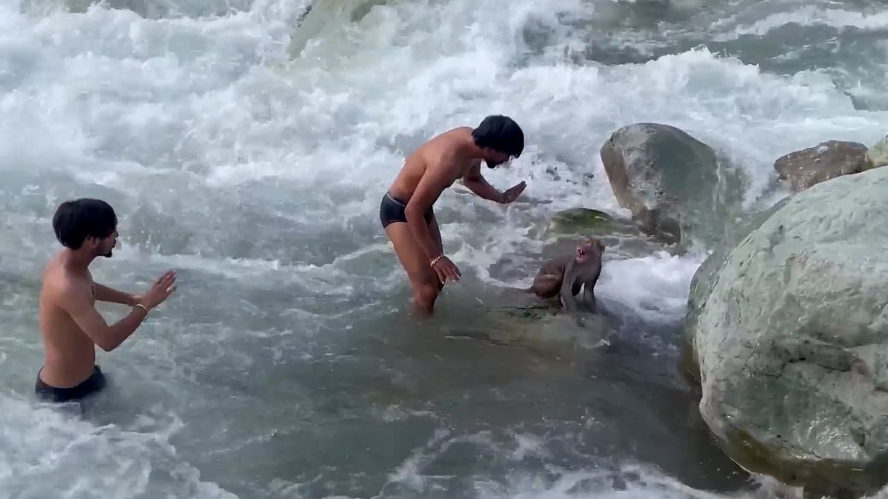 Se lanzan a un río para salvar a un mono de ahogarse en aguas turbulentas