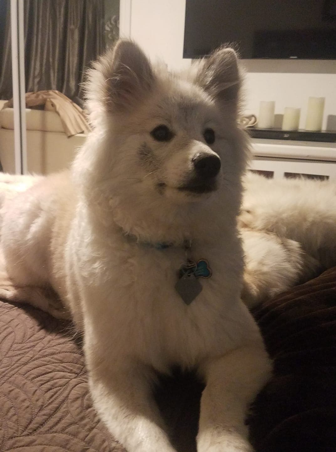 "El es Rocket mi hermoso pomsky" - Marixa Mont