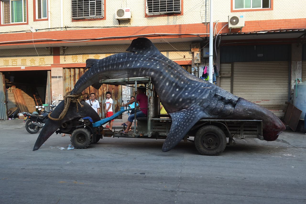 La matanza de tiburones es un problema en escala masiva, según Oceana. Se estima que el número de estos animales que se matan cada año para obtener sus aletas podría superar los 70 millones. China es uno de los principales mercados. En la imagen, un tractor traslada un tiburón ballena de 12 metros de longitud al mercado de mariscos y pescados en Xiangzhi. (Foto de agosto, 2014)