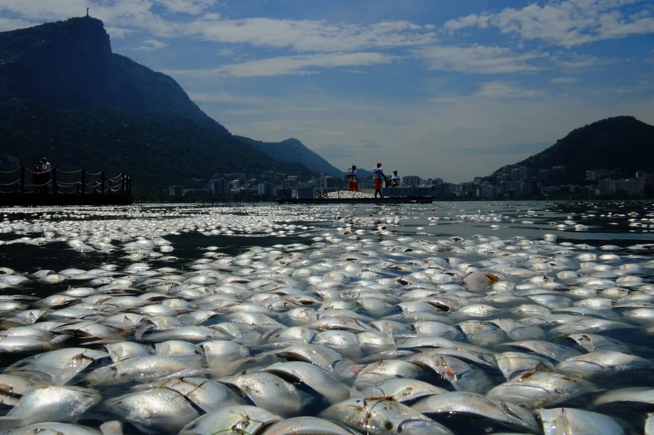 Este es el río Fuhe cubierto de peces muertos por la contaminación con amoníaco del agua en Wuhan, China, en septiembre de 2013. Las autoridades comprobaron que la concentración de este químico desechado por una empresa privada superaba los niveles permitidos. Aunque las aguas del Fuhe no son potables, unos 2,000 ciudadanos que viven de la pesca sufrieron las consecuencias.
