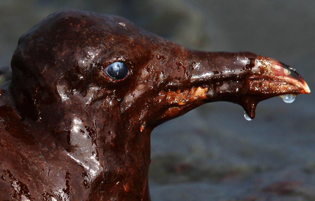 Uno de los mayores cambios en el planeta provocados por la especie humana es el del clima. Y esto está causado por la quema de combustibles fósiles como petróleo o carbón. Promover energías más limpias no solo permitiría luchar contra el calentamiento del planeta, pues también evitaría accidentes como el de la plataforma Deepwater Horizon en el Golfo de México, cuya marea negra afectó a miles de aves, como gaviotas. Esta fue fotografiada recubierta de petróleo en la East Grand Terre Island, Louisiana. (Foto de junio de 2010)