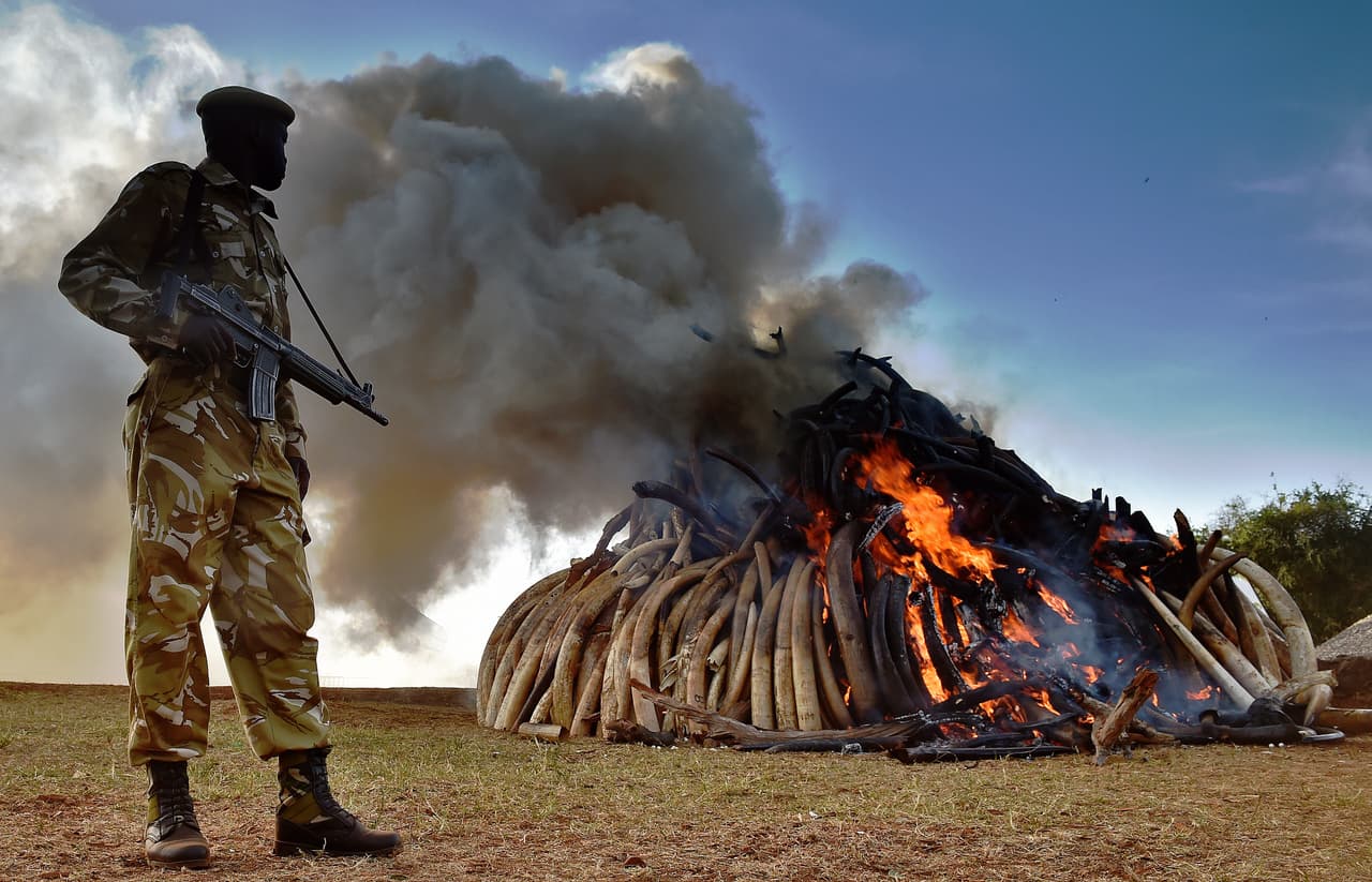 En promedio 30,000 elefantes son cazados ilegalmente cada año en África. La mayor parte del marfil que se vende procede de ese continente, donde el tráfico ilegal de este material está provocando una caza furtiva de paquidermos sin precedentes, según explica la Unión Mundial para la Conservación de la Naturaleza. En 2015, el Servicio de Vida Silvestre de Kenia quemó el mayor cargamento de marfil de contrabando que se ha encontrado. Entonces, apiló 15 toneladas de comillos de elefante decomisados y los quemó en el Parque Nacional de Nairobi.