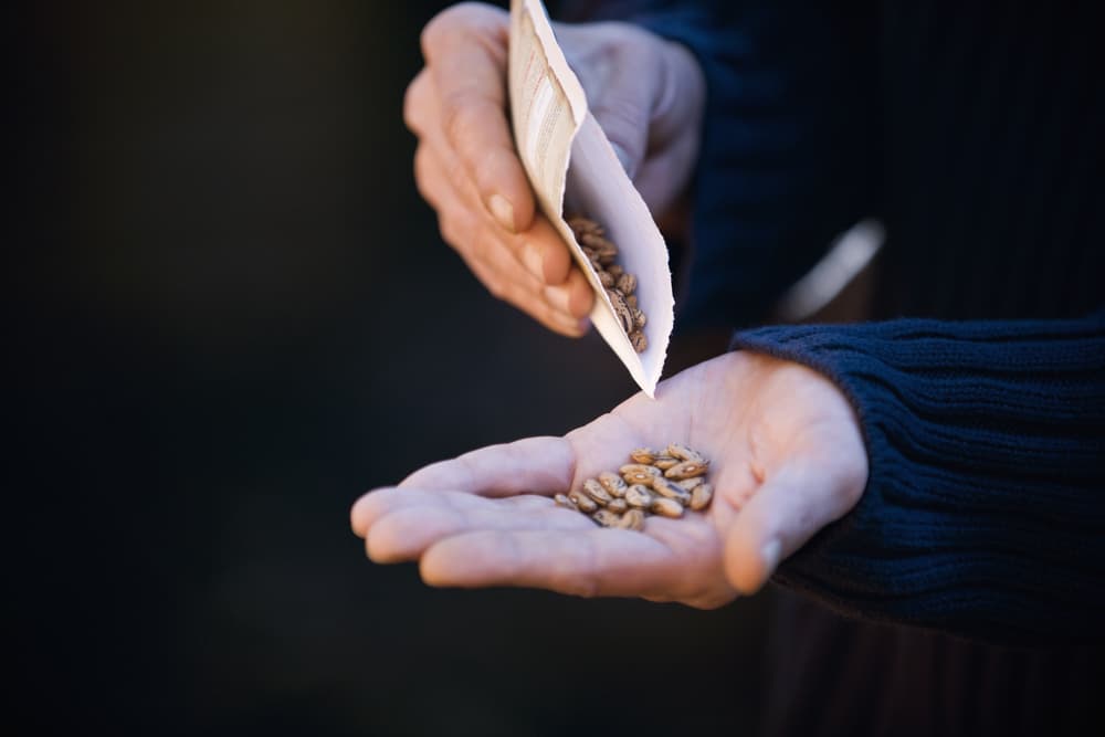 El paso siguiente es poner todos los ingredientes restantes dentro de la bolsa con tu mano derecha. Recuerda, es importante que lo hagas con esa mano y no con la izquierda; esto se debe a que la mano derecha anuncia lo que va a suceder.