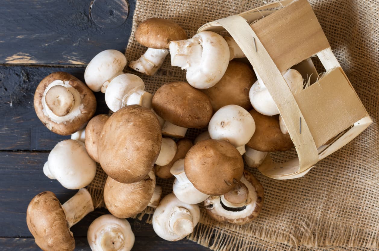 <b>Hongos o champiñones.</b>