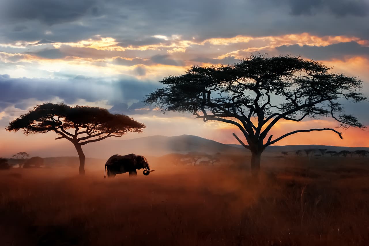 <h2 class="cms-H2-H2">3. Parque Nacional del Serengeti, Tanzania</h2>
<br>
<br>Con una superficie de más de 13,000 kilómetros cuadrados, este enorme parque nacional africano alberga a leones, hienas, guepardos, cebras, elefantes y aves rapaces, entre muchas otras especies. Es conocida por las migraciones anuales que realizan los animales, una oportunidad única para muchos de sus visitantes. 
<br>
<br>Cerca del parque está el sitio conocido como la Garganta de Olduvai, donde se han hallado rastros de los primeros homínidos que poblaron la tierra.