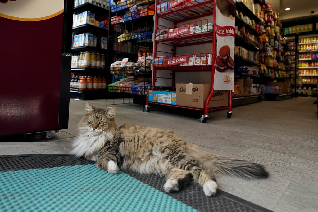 Sydney Miller, poeta y creadora de contenido digital, señala que los gatos de bodega representan un elemento fundamental en la construcción de vínculos comunitarios, especialmente entre residentes locales y comerciantes inmigrantes. Pumpkin descansa cerca de la entrada del Barry Organic Market, en el barrio de Williamsburg, en el distrito de Brooklyn, Nueva York.