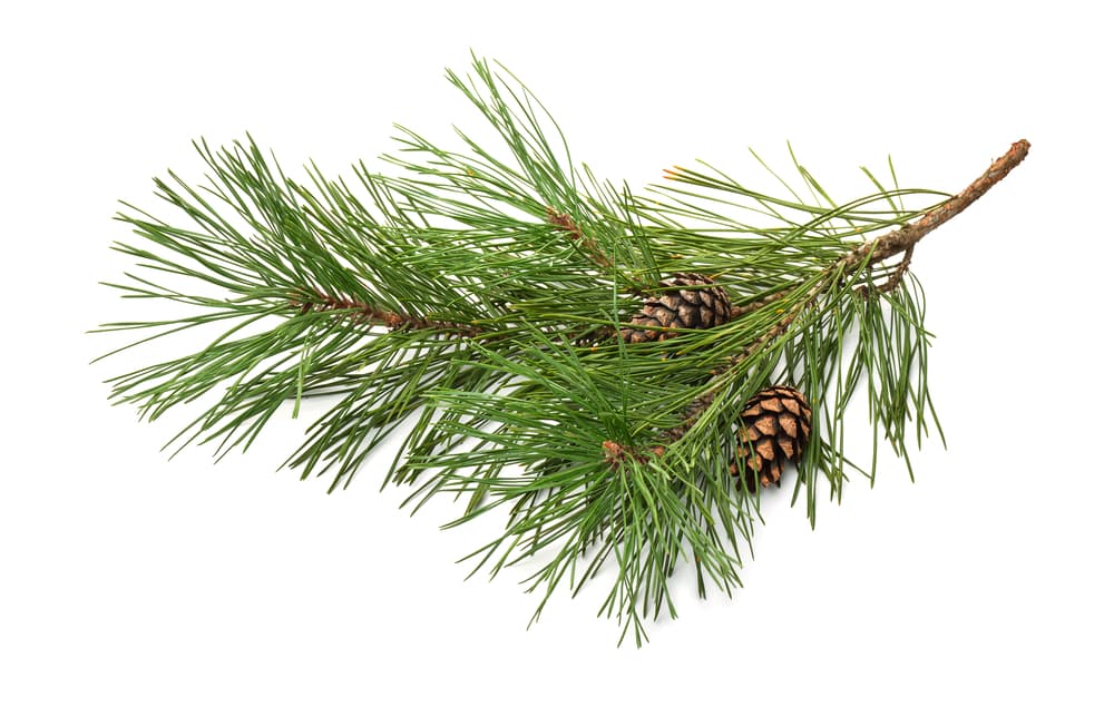 El pino también es un árbol que rodea de buena vibra a un Capricornio, con todo y sus conos.