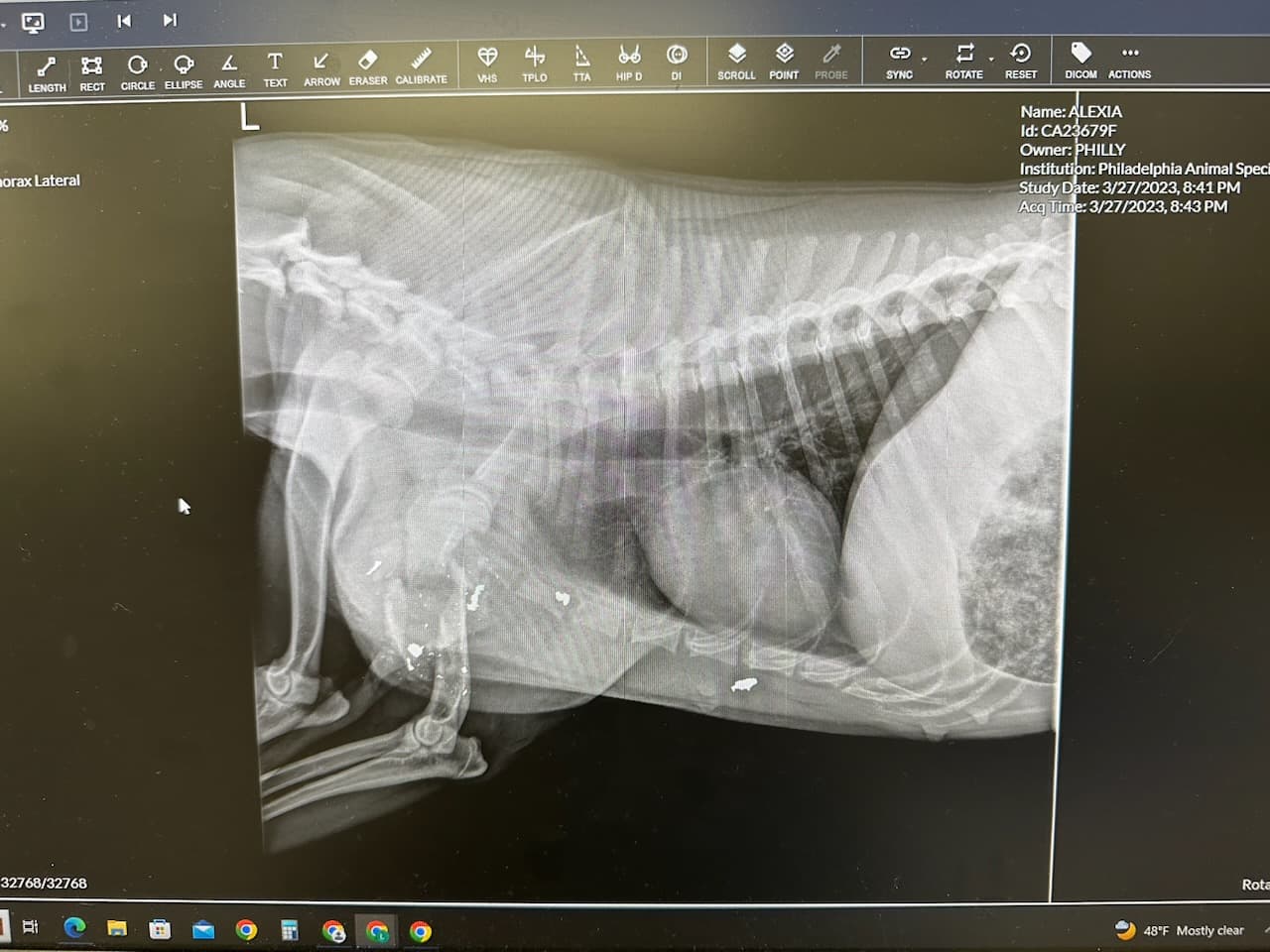 La perra, de nombre 
<b>Alexia,</b> sufrió heridas en el hocico y el hombro, así como en una patita. Recibió tratamiento en Philadelphia Animal Specialty and Emergency Care (PASE) durante la noche antes de ser llevada a la sede de PSPCA en Filadelfia, donde se someterá a una cirugía para amputarle la patita.