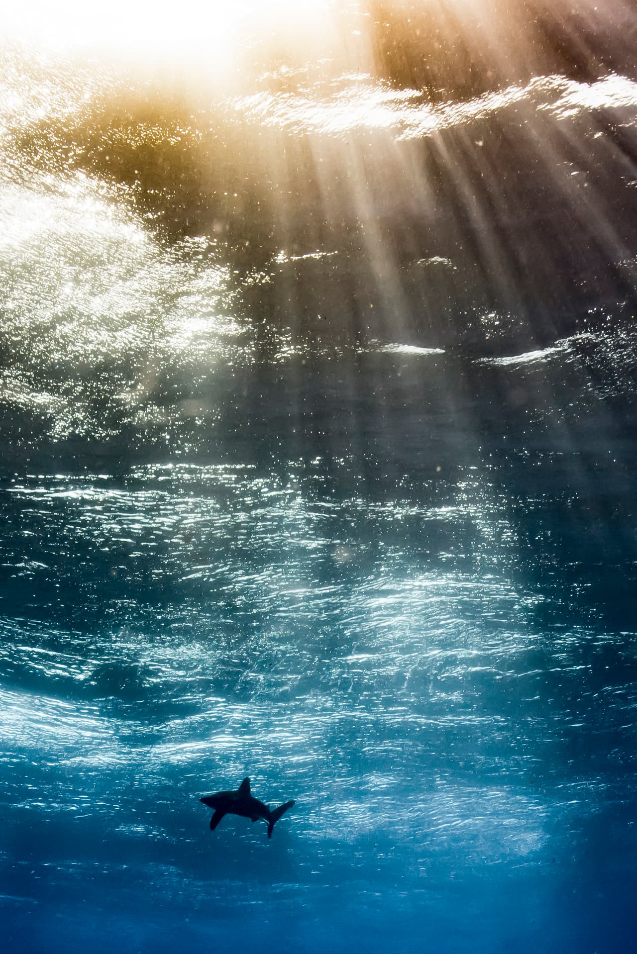 Oceánico en el cielo - Ganador, Fotógrafo submarino prometedor y capaz del año 2017. También ganador de la categoría del mismo nombre. En su primer experiencia en el Mar Rojo, el fotógrafo argentino Horacio Martinez retrata, desde la profundidad y a la distancia, la silueta de un tiburón oceánico que patrullaba la superficie del agua.