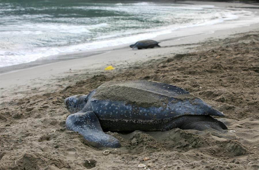 La tortuga laúd se encuentra en la 
<a href="https://www.iucn.org/resources/conservation-tools/iucn-red-list-threatened-species#RL_index" target="_blank">Lista Roja de la Unión Internacional para la Conservación de la Naturaleza</a> (UICN), en el apartado de "vulnerable", mientras que en el océano Pacífico oriental se encuentra "en peligro crítico".