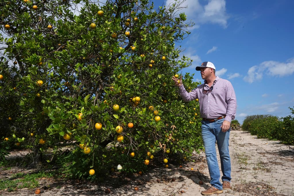 <b>Los cítricos de Florida enfrentan una doble amenaza</b>: huracanes y una enfermedad llamada "citrus greening" han devastado la producción.