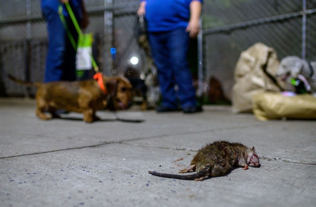 La cantidad de basura, que se acrecentó con la pandemia, la creación de restaurantes al aire libre y la escasez de personal de saneamiento desató la cantidad de ratas: se cree que la ciudad tiene
<b> 2 millones de ratas en NYC.</b>
<br>
