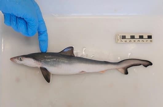 El desconcertante hallazgo de tiburones intoxicados con cocaína en Brasil