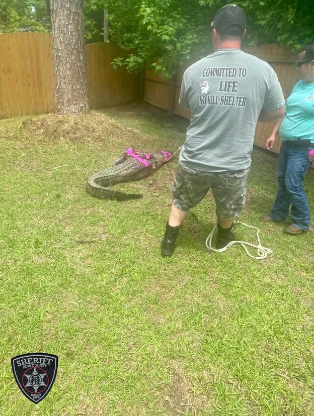 El reptil de más de dos metros y medio de largo fue descubierto durante el fin de semana del Día de la Madre.