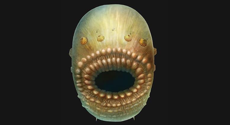 Esta criatura de 540 millones de años de antigüedad es ancestro de la especie humana