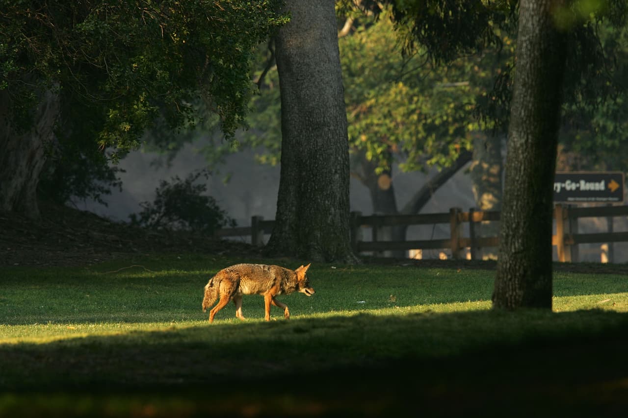 Estas son algunas recomendaciones para estar seguro si se encuentra con un coyote: