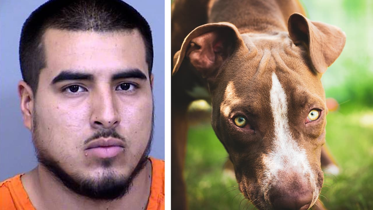 Muere una mujer en Phoenix tras ser atacada por los perros de su vecino