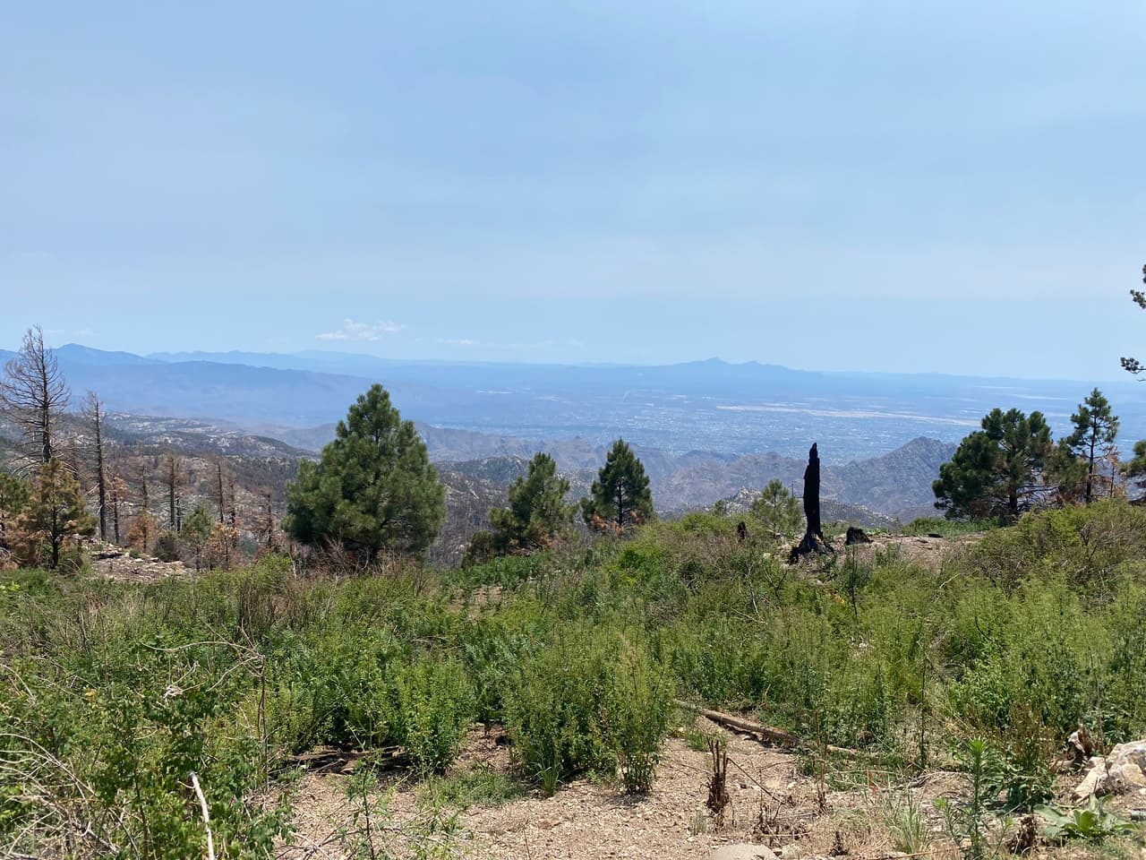 Mount Lemmon, un refugio de verano, es aproximadamente 30 grados más frío y está a solo una hora de distancia. Ubicado en la Cordillera de Santa Catalina, Mount Lemmon está rodeado por el Bosque Nacional Coronado y es el hogar de una ciudad digna de su nombre, Summerhaven.