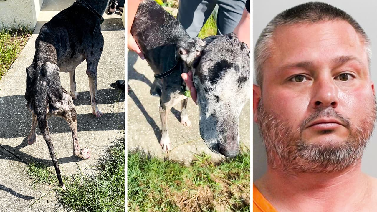 Crueldad Animal en Florida: La historia de Stella, una gran danés a punto de morir de hambre