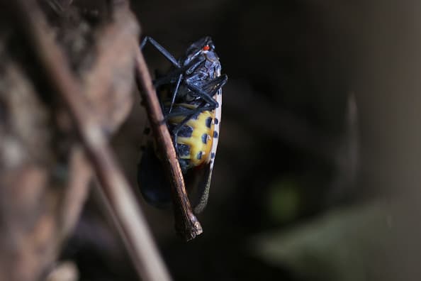 La mosca fue detectada en el condado Fulton el 22 de octubre de 2024. Su existencia fue confirmada por USDA APHIS el 14 de noviembre de 2024.