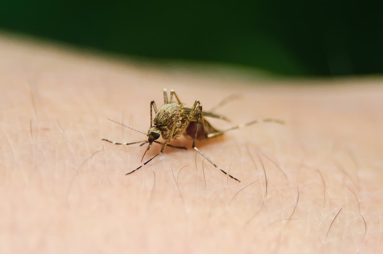 Contagios del Virus del Nilo en Nueva York: Lo que debes saber