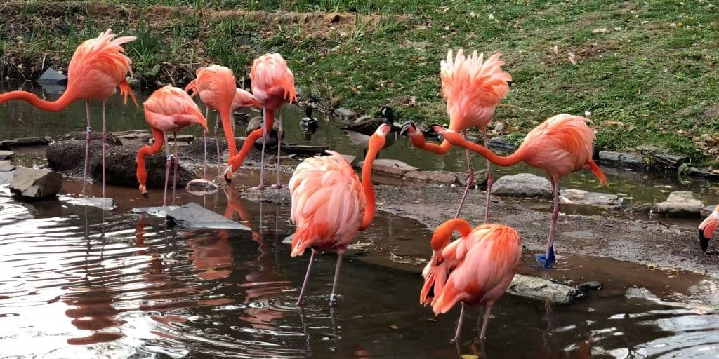 En cuanto a su 
<b>pico</b>, es ligeramente curvado y en su interior cuenta con una serie de láminas que los flamencos utilizan para alimentarse y para filtrar el agua.